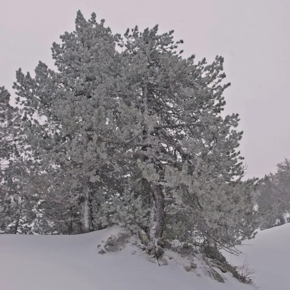 balade raquette neige (19)